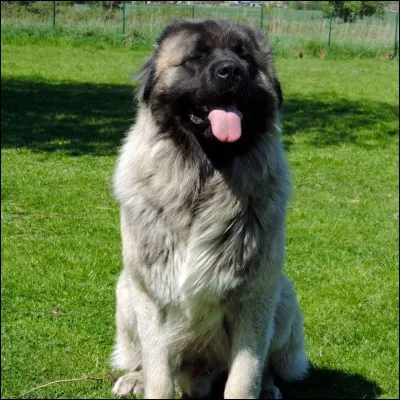 Quelle est cette race de chien ?