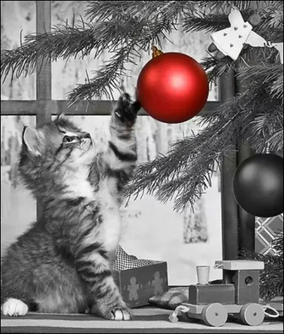 Quels types de chats sont souvent victimes de surdité liée au gène « W » ?