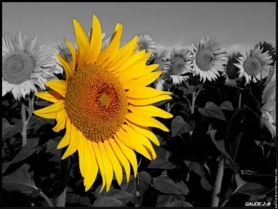 Quel peintre a réalisé une série de 7 tableaux célèbres représentant cette fleur ?