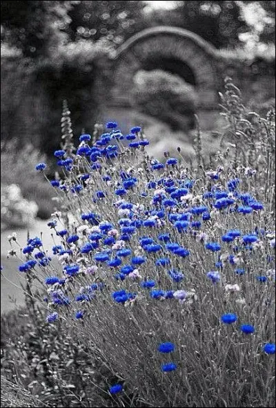 Qui chantait "Les romantiques ont disparu, les bleuets ne poussent plus" ?