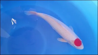 Pourquoi les Japonais aiment-ils la carpe de la variété Tancho ?