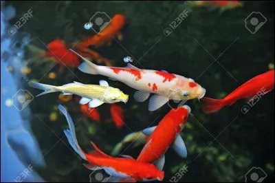 Que font les carpes si l'eau est à 6 degrés ?