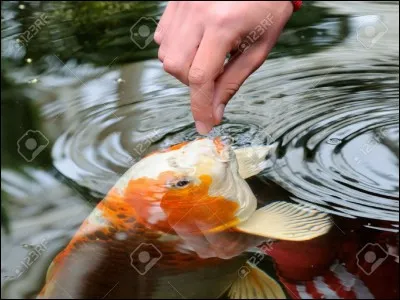 En Chine, pourquoi cette carpe était-elle élevée ?