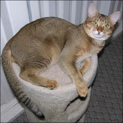 Quelle est cette race de chat ?