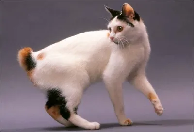 Quelle est cette race de chat ?