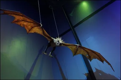 Nommez trois espèces différentes de dragons ?