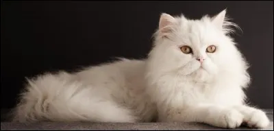 Commune française du département du Val-d'Oise, je porte le nom de la race de ce chat.