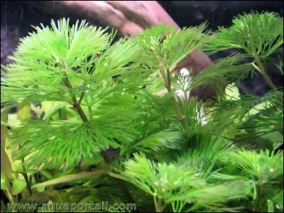 Quel est l'élément principal pour les plantes ?