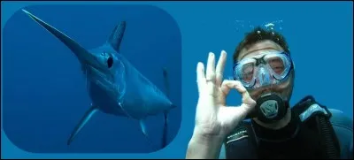 L'espadon est un énorme poisson, très rapide, particulièrement recherché par les amateurs de pêche sportive.