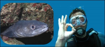 Bonjour, les amis ! Laissez-moi vous présenter ce congre, appelé aussi anguille de mer.