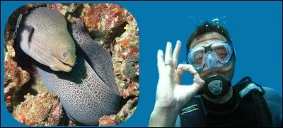 Voici une murène, attention à vos doigts, elle possède des dents longues et pointues.