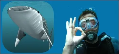 Alors là, les amis, voici un requin-tigre, il mesure généralement entre 3 et 4 mètres, pour un poids moyen de 500 kg. On le trouve dans les Océans tempérés et tropicaux.