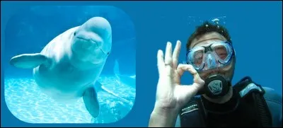 Qu'il est beau ! Le béluga mâle peut mesurer jusqu'à 5,5 m, et peser jusqu'à 1,5 t