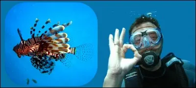 Attention ! La rascasse volante a des épines dorsales venimeuses : qui s'y frotte, s'y
pique ! Le poison est très douloureux.