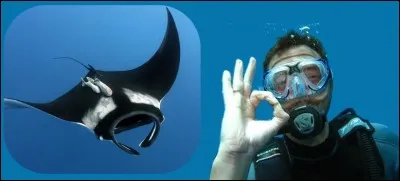 La raie manta est la plus grande des raies. Une légende raconte qu'en Polynésie, elle recouvrait de son large manteau les chercheurs de perles pour les noyer. Ce n'est qu'une légende bien sûr ! Elle est totalement inoffensive pour l'homme.