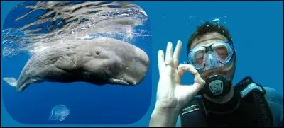 Voici, la baleine à bosse, elle se nourrit uniquement en été dans les eaux froides. Elle chasse principalement le krill, mais également des bancs de petits poissons tels que les harengs ou les capelans