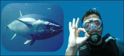 Le Thon est un poisson qui est pêché commercialement, car il fait parti de beaucoup de mets culinaires, comme en salades, sandwich... et bien d'autres recettes.