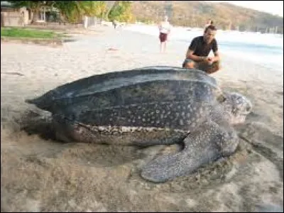 Comment s'appelle la plus grosse tortue marine au monde ?