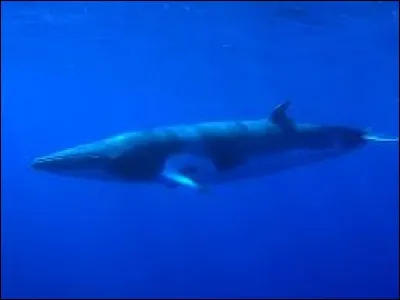 Quelle est la longévité moyenne d'un rorqual commun ?