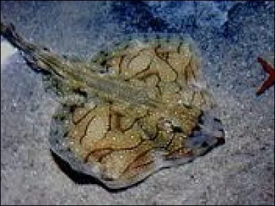 Où se situe la raie brunette ?