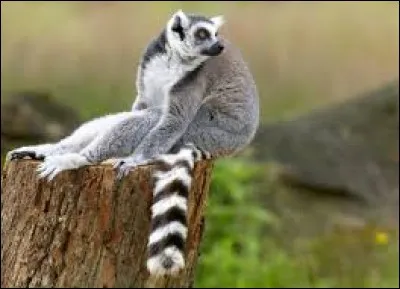 Comment les femelles lémuriens transportent-elles leurs petits ?