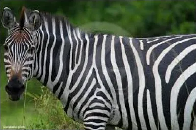 Quelle espèce de zèbre a des rayures sur le ventre ?