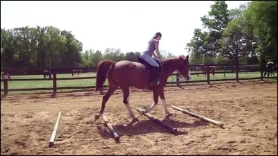 Combien faut-il mettre de pieds entre deux barres pour passer des barres au sol au trot ?