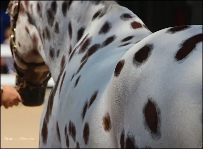 De quelle robe est ce cheval ?