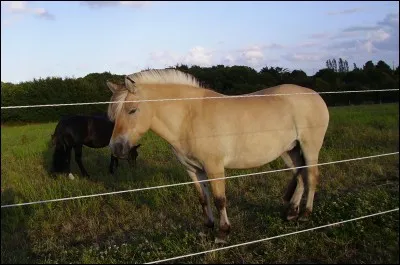 Ce cheval a une robe qui se nomme "raie de mulet".