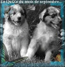 Comment s'crit le surnom du berger australien ?