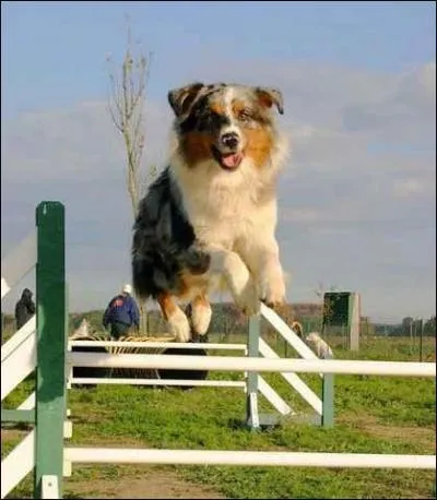 Dans quelle catgorie se trouve le berger australien, en agility ?