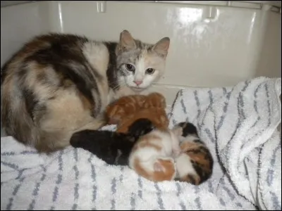 Quelle technique de dégriffage peut-on utiliser pour enlever les griffes au chat moins douloureusement ?