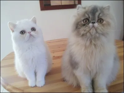 Quel est le nom scientifique du chat des sables ?