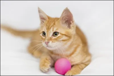 Quelle race de chat est représentée sur cette photo ?