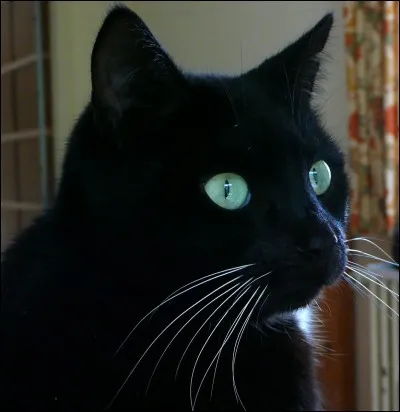 Comment appelle-t-on les moustaches du chat ?