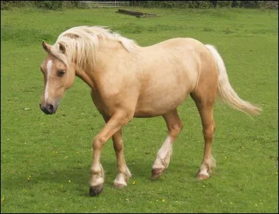 De quelle robe est ce cheval ?