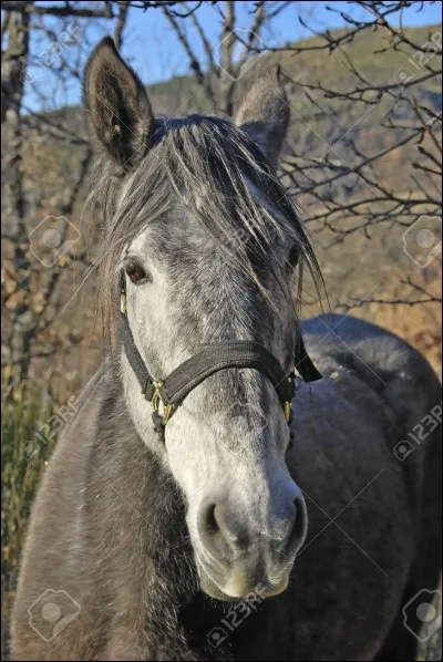 De quelle robe est ce cheval ?