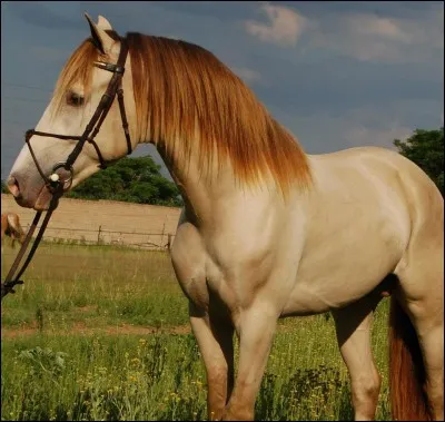 De quelle robe est ce cheval ?