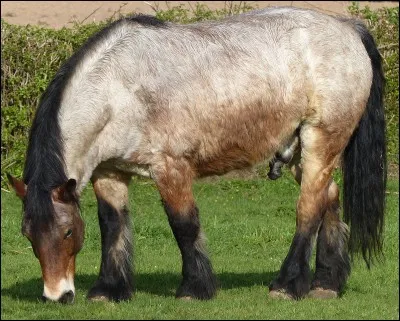 De quelle robe est ce cheval ?