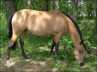 De quelle robe est ce cheval ?