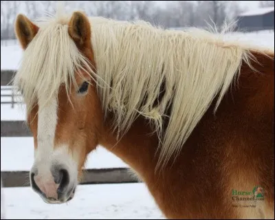 De quelle robe est ce cheval ?