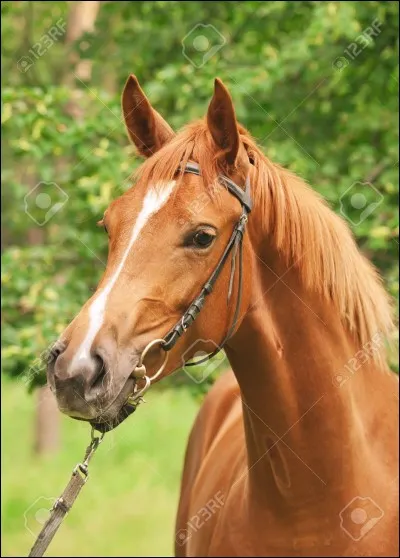 De quelle robe est ce cheval ?