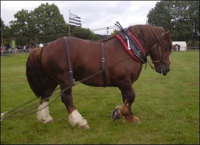De quelle robe est ce cheval ?