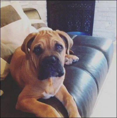 Combien de chiens Keen'V a-t-il ?