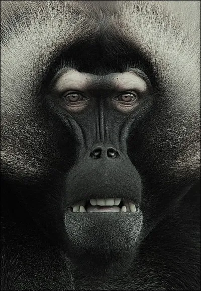 Singes très dangereux, protecteurs des défunts. Qui sont-ils ?