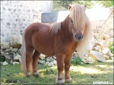 Quelle est la plus petite race de poney ?