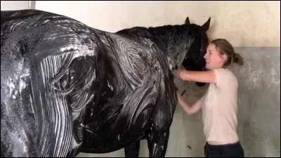 Pourquoi tous les cavaliers passent-ils le bouchon après l'étrille ?