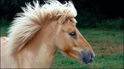 Que faut-il faire en descente sur un poney ou un cheval ?