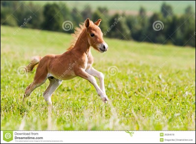Comment s'appelle le bébé d'un cheval ?