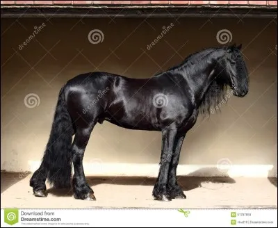 Quelle est la race de ce cheval ?